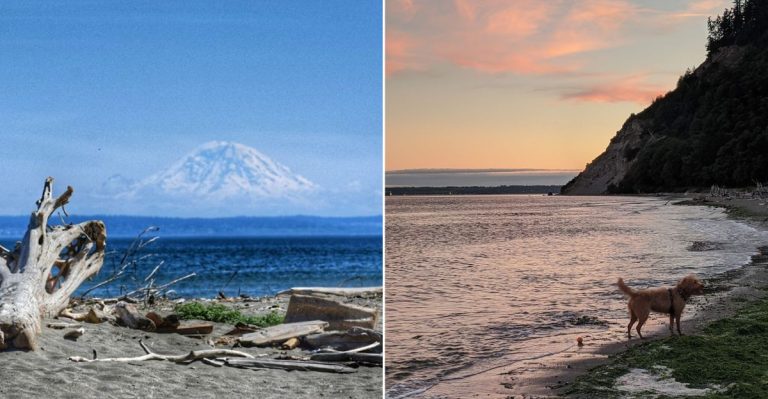 This Sprawling Washington Beach Is Perfect For Dog Lovers And Their Pups