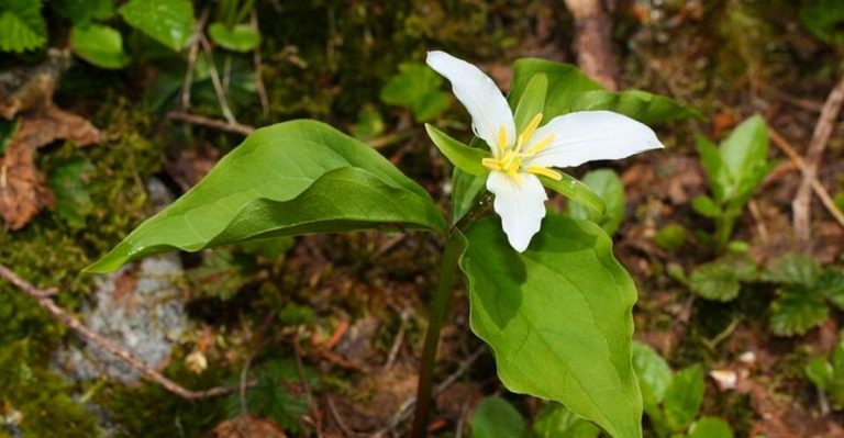 This Spring Guide Covers The Best Spots In Michigan To Find Trillium