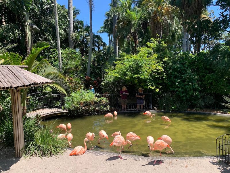 Flamingos That Actually Dance At Feeding Time