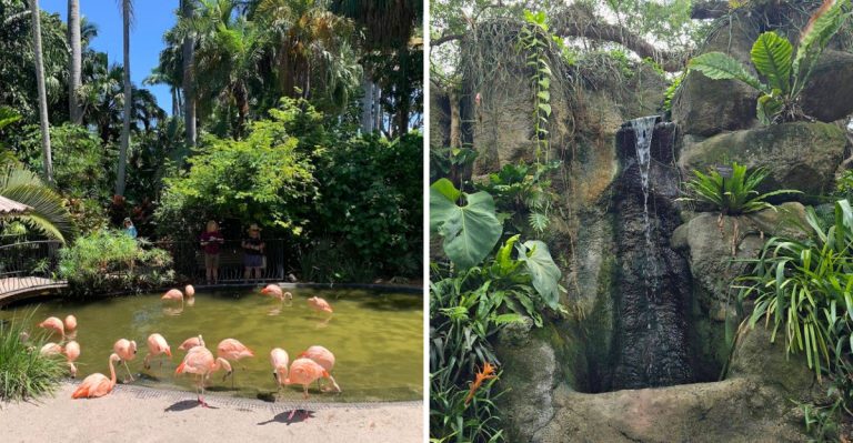 This St. Pete Attraction, Florida Hides Flamingos, Waterfalls, And Rainbow Trees