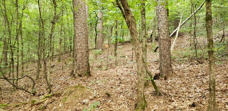 A Hidden Woodland Path That Feels Like A Dream