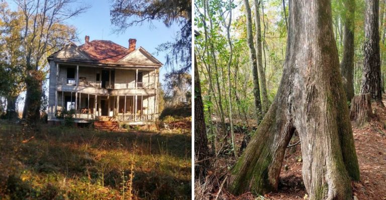 This Stunning Boardwalk In A South Carolina State Park Is Worth Every Step