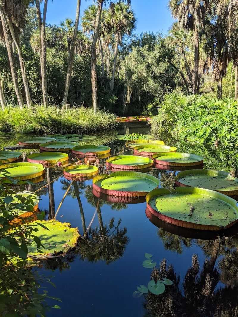 The Giant Victoria Lily Pads That Started It All