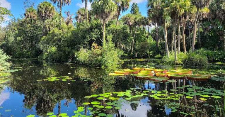 This Stunning Florida Garden Has Giant Lily Pads That Look Almost Unreal