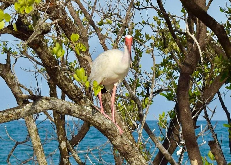 Accessible Only By Boat, Ferry, Or Kayak