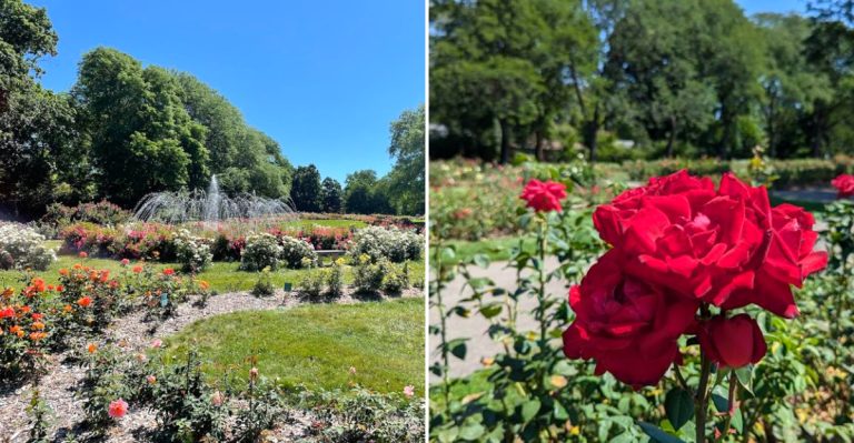 This Stunning Rose Garden In Ohio Has Thousands Of Blooms Waiting To Be Seen