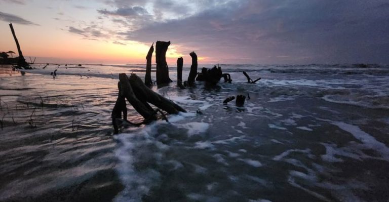 This Surreal South Carolina Beach Feels Like A Boneyard At The Edge Of The World
