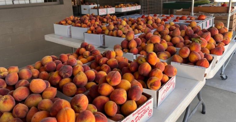 This Texas Peach Stop Turns A Hill Country Drive Into A Summer Tradition
