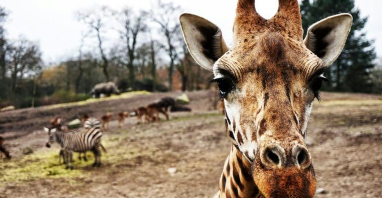 This Thrilling Arizona Road Trip Takes You To 11 Wild Animal Spots