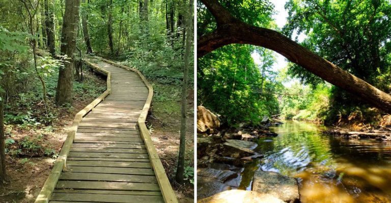 This Thrilling Twelve Mile Creek Trail And Its Iconic Swinging Bridge