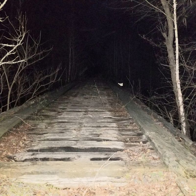 Remote Railroad Tracks Deep In Pine Forest