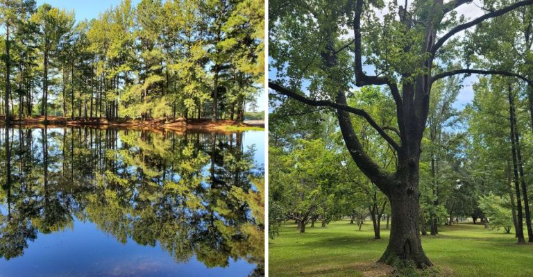 This Tiny Arkansas Town Is A Sweet Peach-Lover’s Escape Hiding In Plain Sight