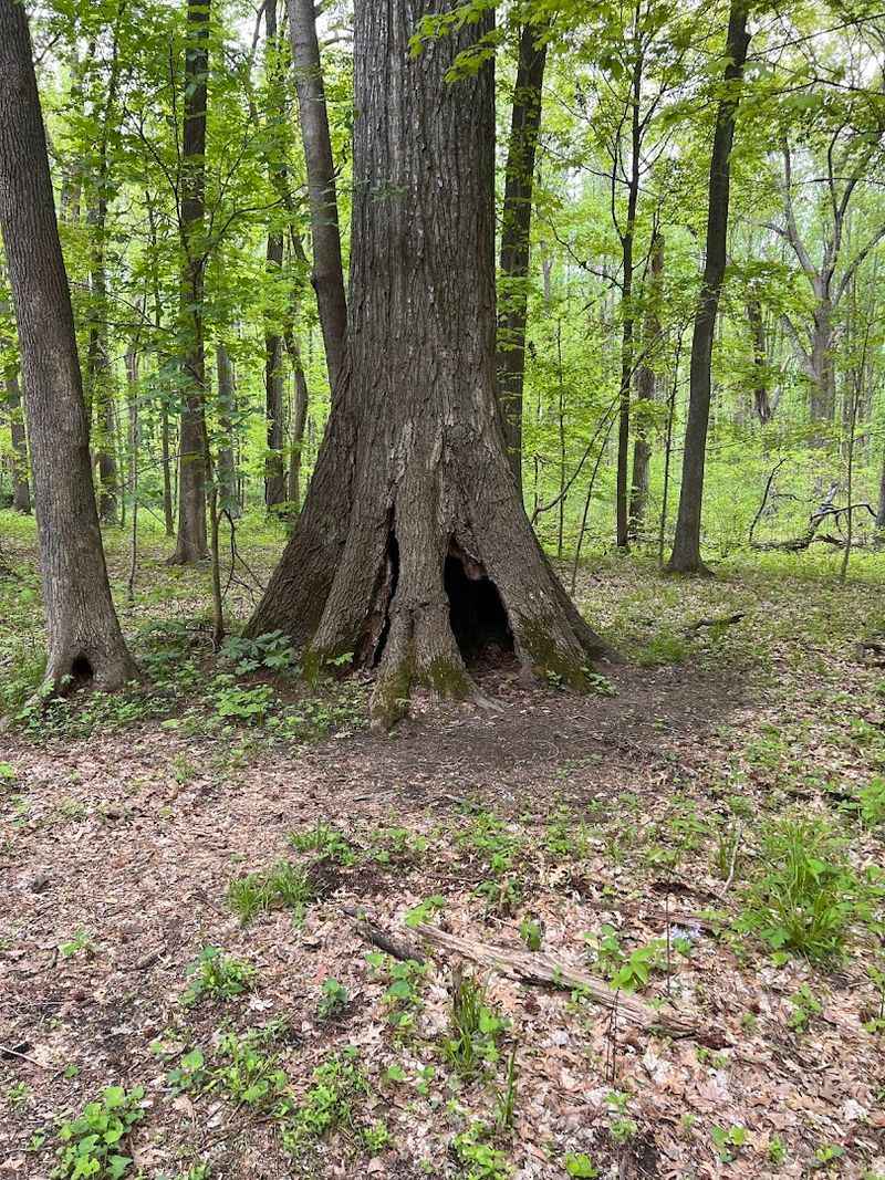 A Forest That Time Forgot