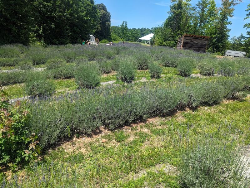 The Fields Themselves Are Pure Magic