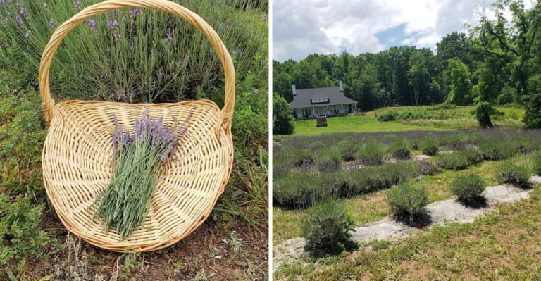 This U-Pick Lavender Farm In South Carolina Feels Like A Purple Dream