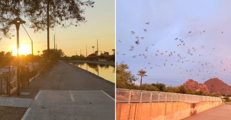 This Unassuming Canal In Phoenix, Arizona Becomes The Stage For An Unforgettable Nightly Wildlife Show