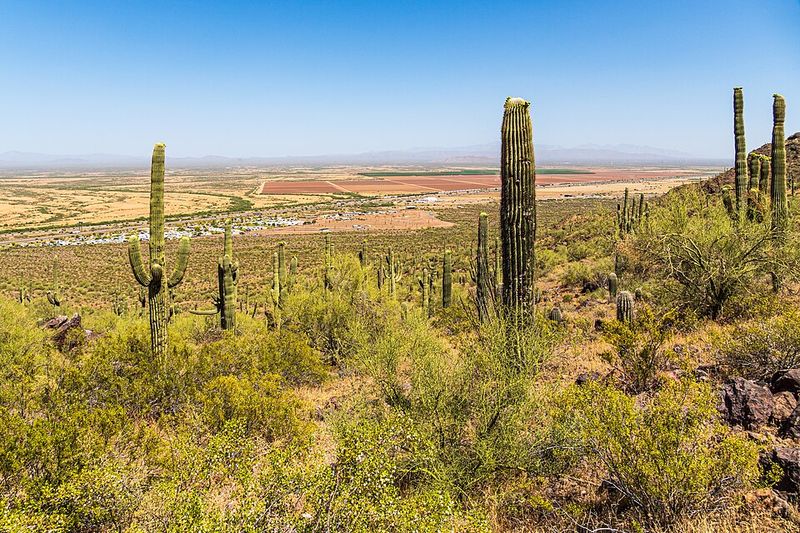 Black-Tailed Jackrabbits Roaming The Desert Floor