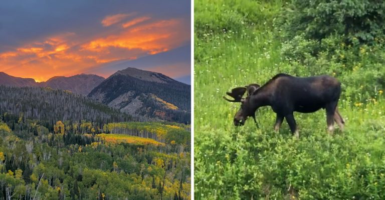 This Under-The-Radar Colorado Park Might Be The Best Place To See A Moose In The Wild