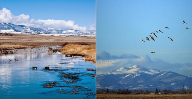 This Under-The-Radar Colorado Wildlife Refuge Might Be The Best Place To See Sandhill Cranes In The Wild