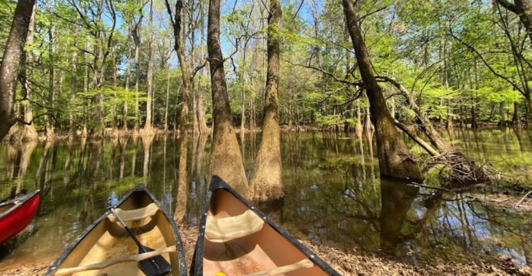 This Under-The-Radar South Carolina Park Is One Of The Best Places To See Alligators In The Wild