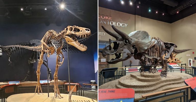 This Underrated Illinois Dinosaur Museum Is Home To Jane The T. Rex And Homer The Triceratops
