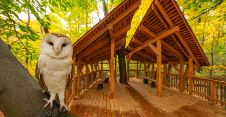 This Underrated Ohio Sanctuary Is Filled With Beautiful Birds And Remarkable Stories