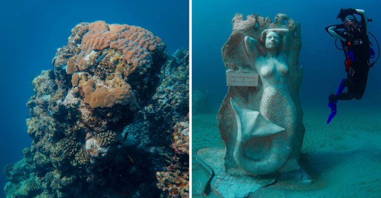 This Underwater Florida Art Gallery Is Home To Over 1,000 Mermaids