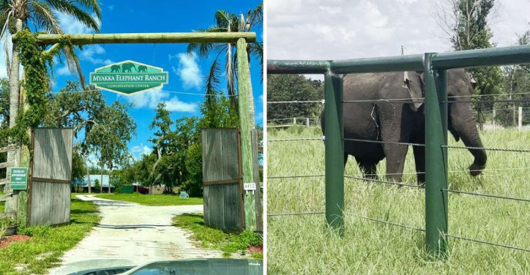 This Unique Florida Elephant Ranch Lets You Get Up Close With Gentle Giants