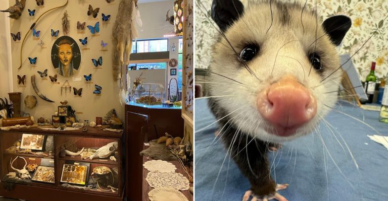 This Unique Illinois Insect Museum Is Equal Parts Creepy And Captivating