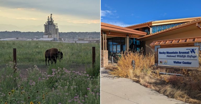 This Urban Wildlife Refuge Lets You See Bison With The Denver Skyline Behind Them