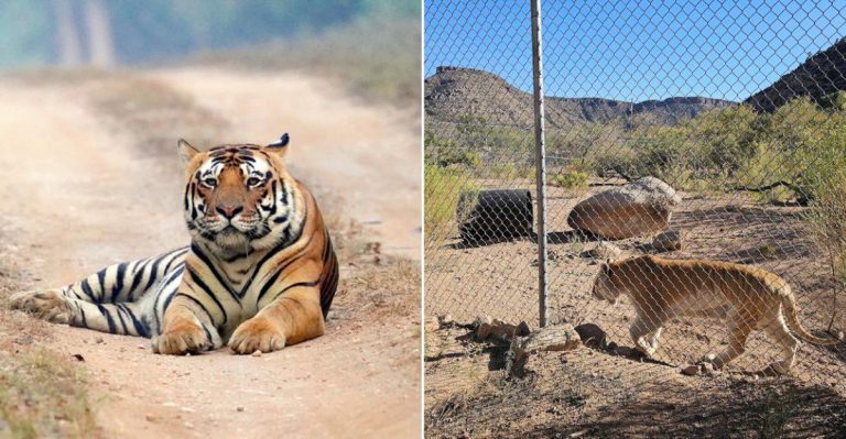 This Valentine, Arizona Wildlife Sanctuary Is The 2026 Bucket List Spot Animal Lovers Need