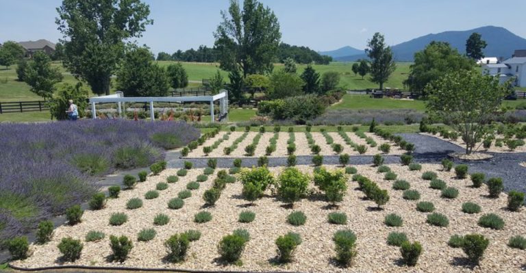This Virginia Lavender Farm Makes A Regular Day Trip Feel Soft And Dreamy