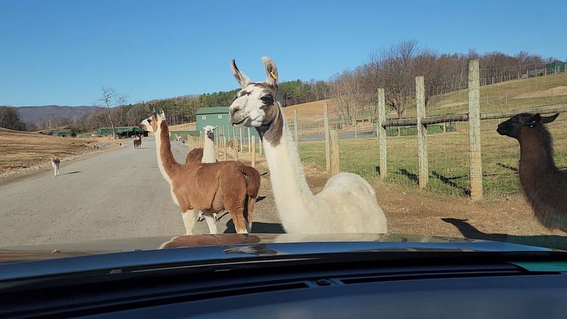 The Drive-Through Safari That Turns Your Car Into A Wildlife Magnet