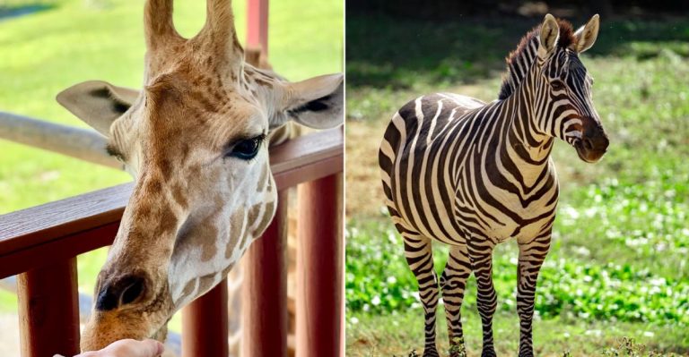 This Virginia Wildlife Spot Lets You Meet Creatures You Thought You’d Only See In Books