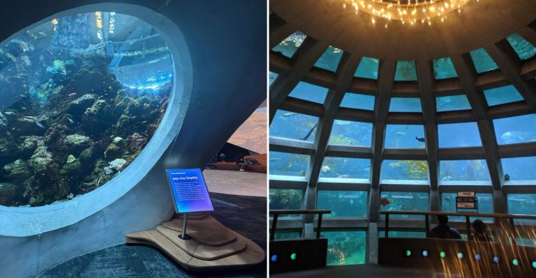 This Washington Aquarium Turns Into An Adults-Only Playground After Dark