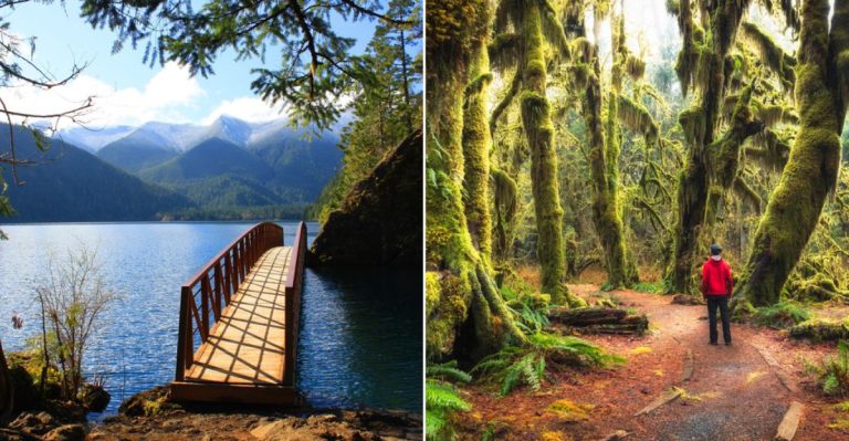 This Washington Moss Cathedral Trail Turns Every Step Into A Storybook Scene