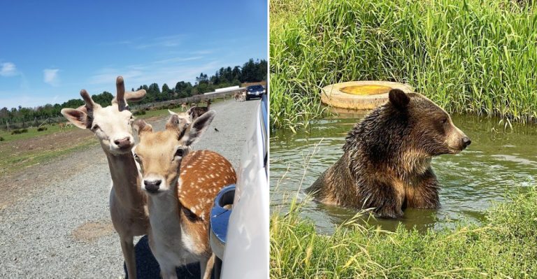 This Washington Road Trip Lets You Feed Waving Bears Right From Your Car Window