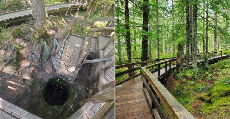 This Washington Trail Lets You Crawl Through An Ancient Tree That Is Perfectly Preserved By Lava