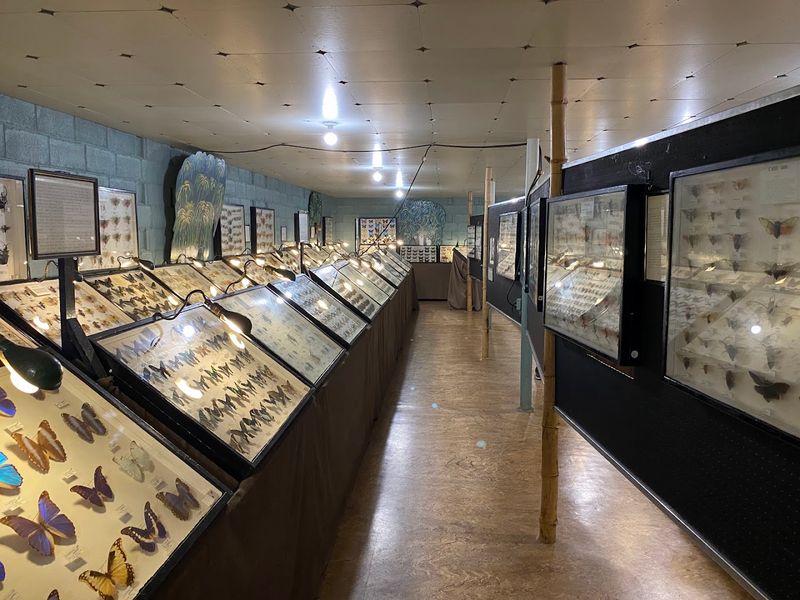 The Largest Private Insect Collection in the World