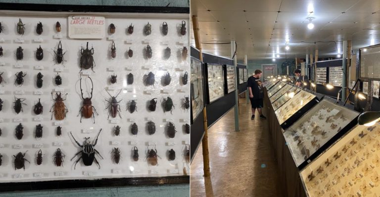 This Weird Colorado Museum Is Far More Fascinating Than You’d Expect