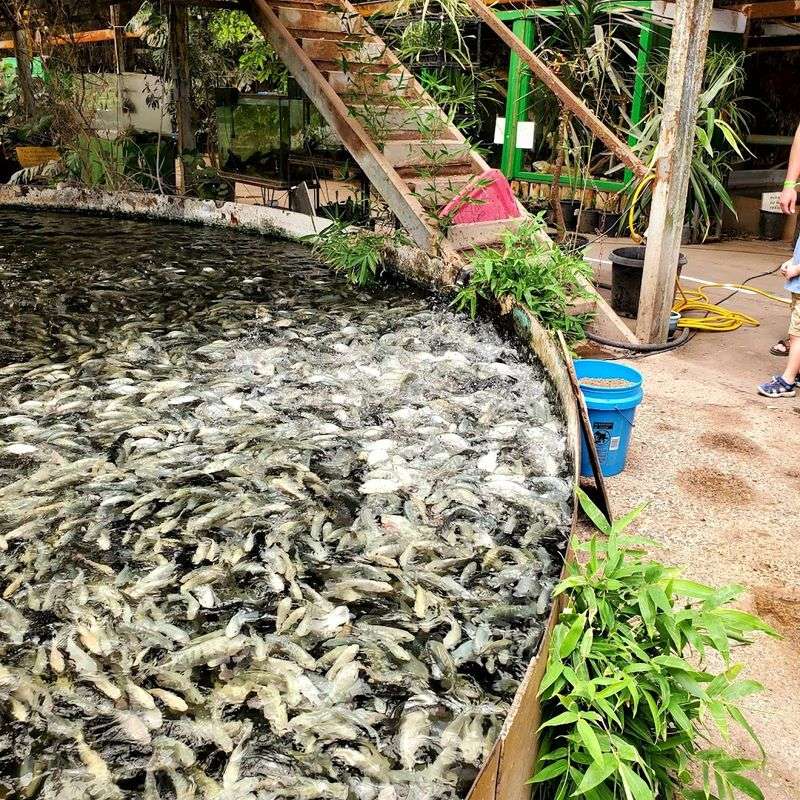 A Geothermal Fish Farm That Became Something Extraordinary