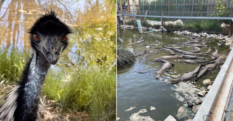 This Weird Colorado Roadside Attraction Has Become A Must-See For Curious Travelers
