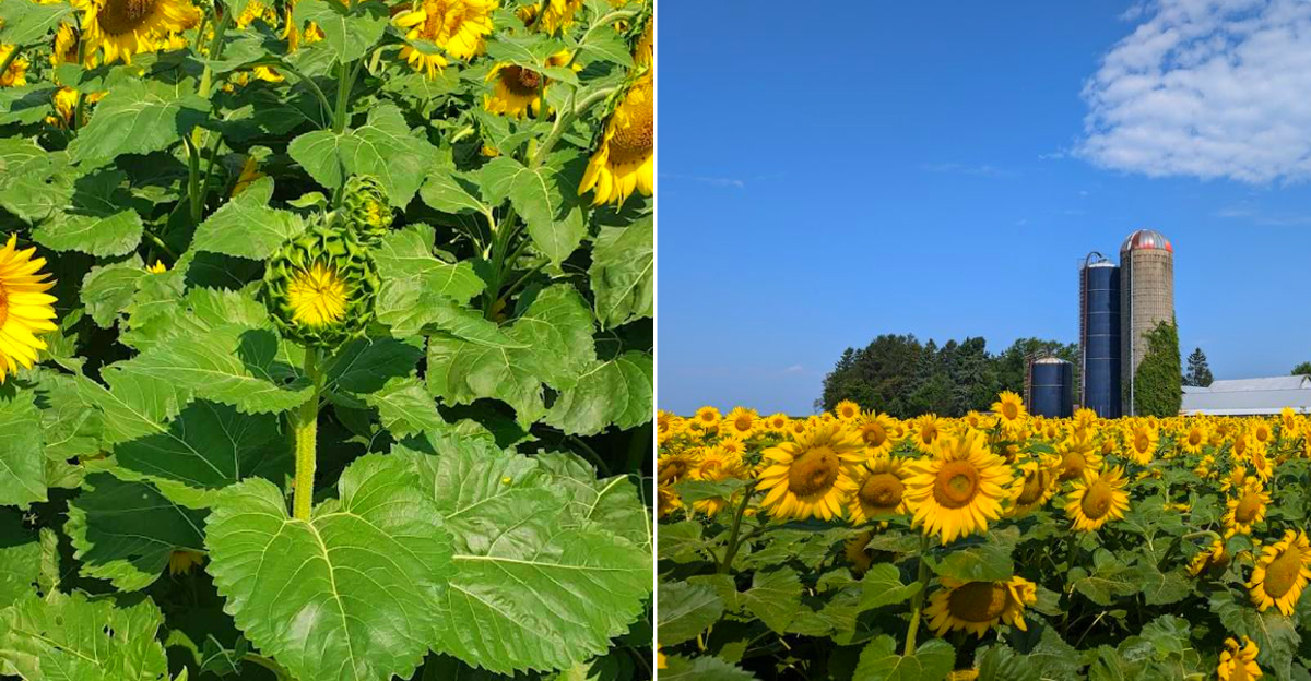 Degen Sunflower Farm