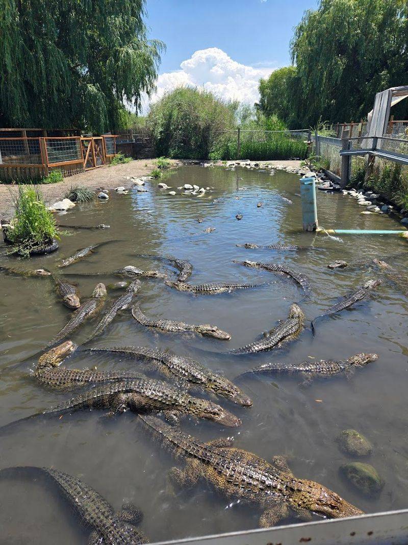 Where The Plan Decides Itself: The First Impression That Hooks You