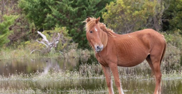 This Wild North Carolina Island Is Home To Horses That Still Roam The Sand Freely
