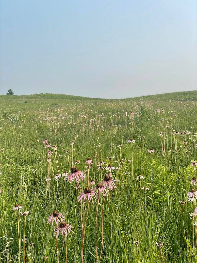 Over 4,000 Acres Of Restored Prairie