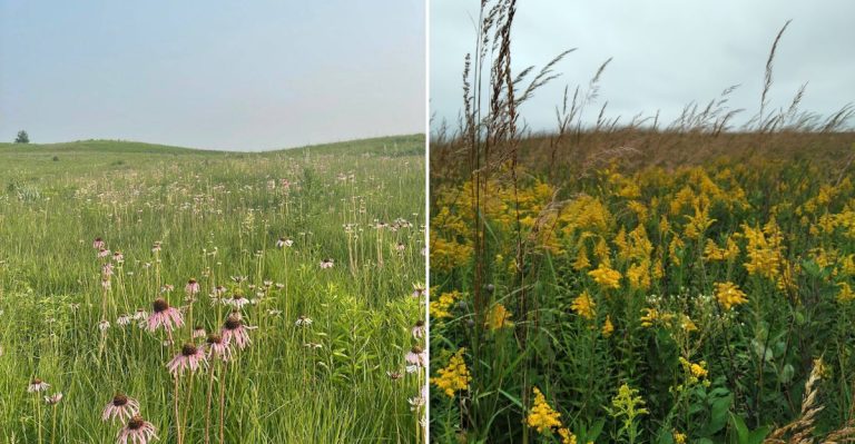 This Wildflower Meadow In Illinois Feels Like A Fairytale