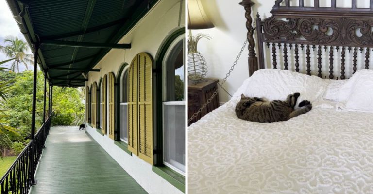 This Wonderfully Bizarre Cat-Filled Museum In Florida Is Too Weird For Words