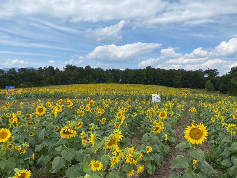 Thompson Family Farms, Campobello