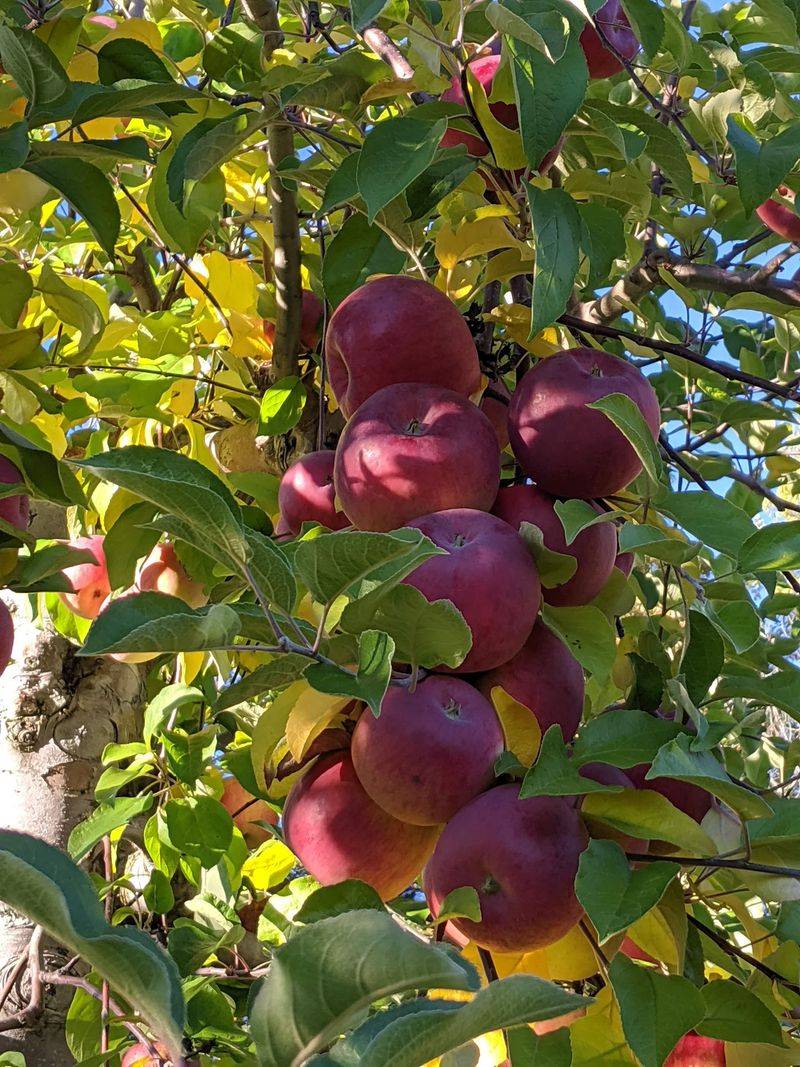 Thompson's Orchards, New Gloucester, Maine